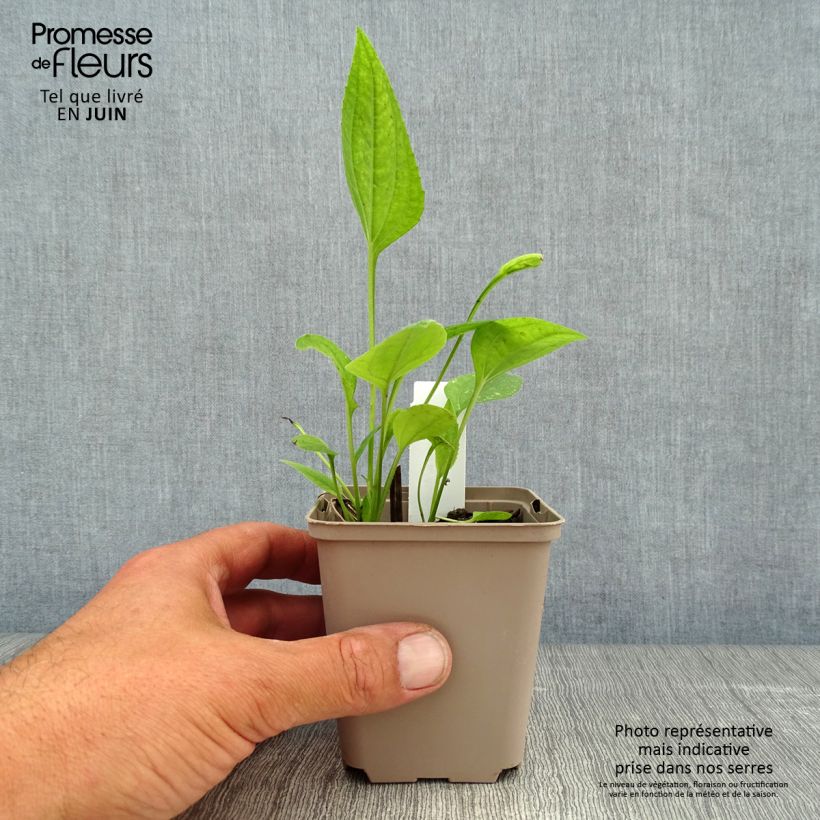 Amostra de Echinacea Aloha Vaso de 8/9 cm tal como entregue no verão
