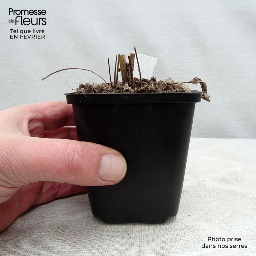 Amostra de Echinacea Aloha - Echinacée Vaso de 8/9 cm tal como entregue no inverno