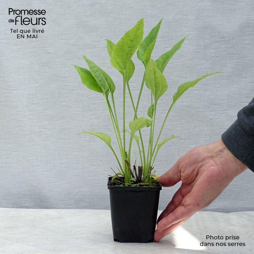 Amostra de Echinacea Aloha Vaso de 8/9 cm tal como entregue na primavera