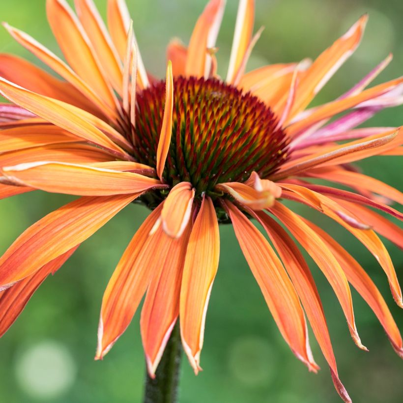 Echinacea Art's Pride (Floração)