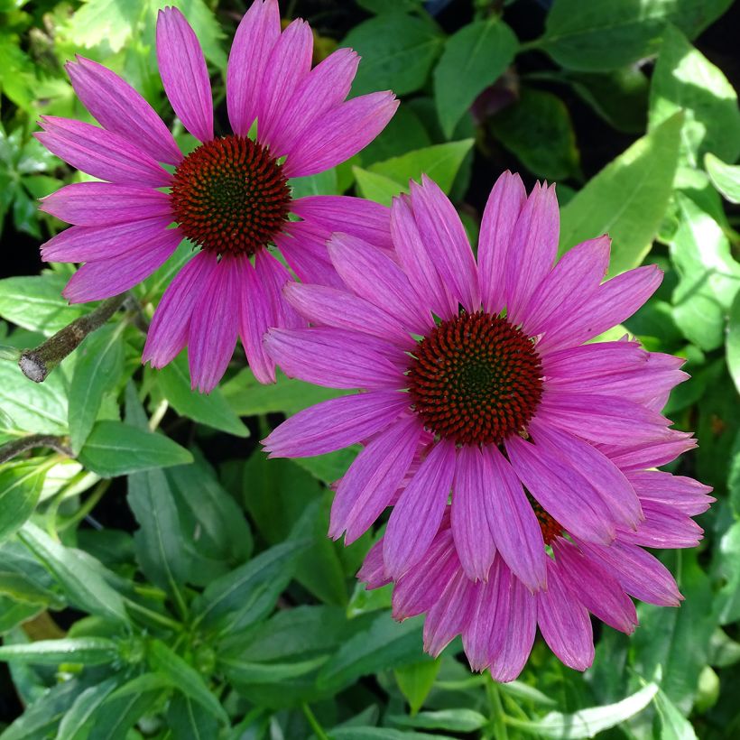 Echinacea Avalanche (Floração)