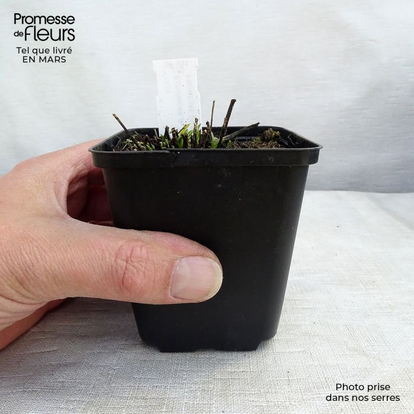 Amostra de Echinacea Avalanche - Echinacée Vaso de 8/9 cm tal como entregue no inverno