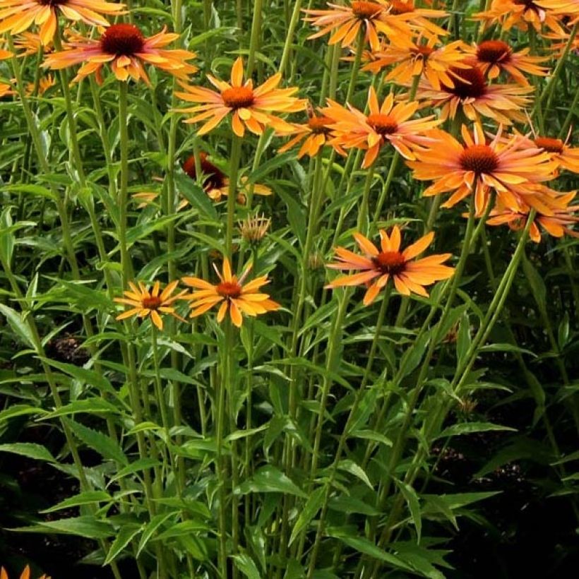 Echinacea Big Kahuna (Folhagem)