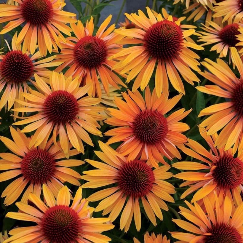Echinacea Big Kahuna (Floração)