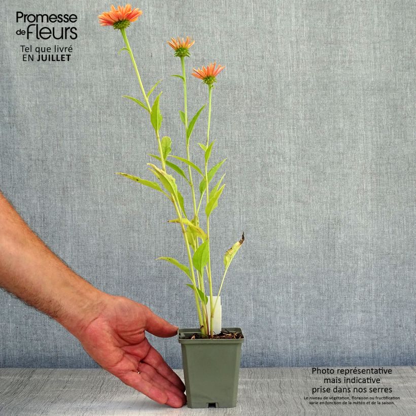 Amostra de Echinacea Big Kahuna Vaso de 8/9 cm tal como entregue no verão