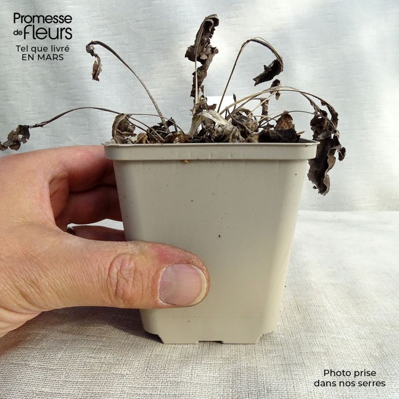 Amostra de Echinacea Big Kahuna Vaso de 8/9 cm tal como entregue na primavera