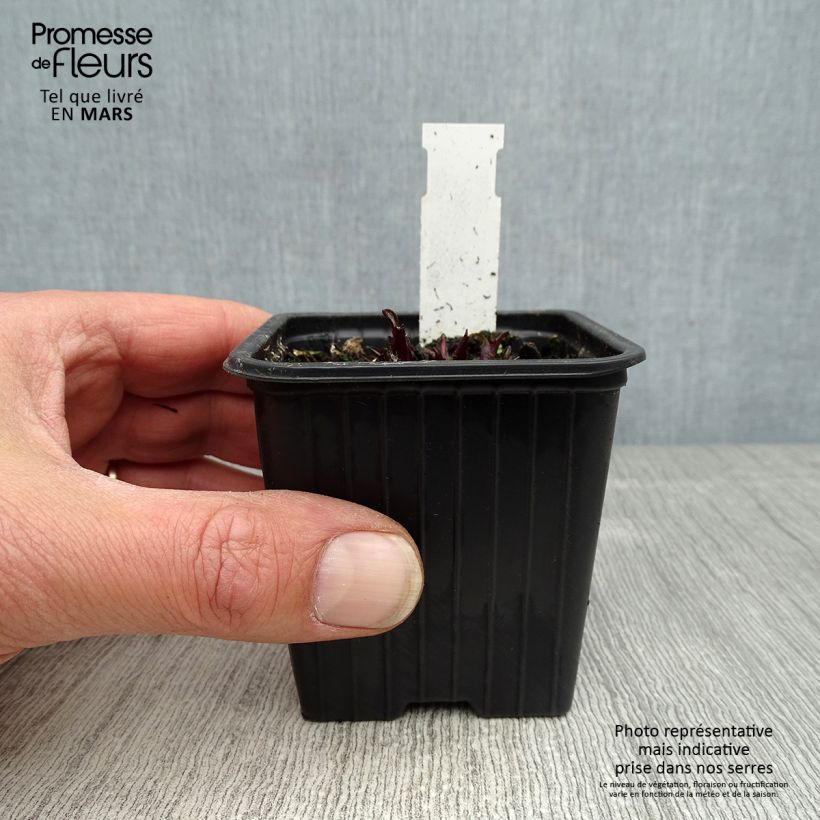 Amostra de Echinacea Butterfly Kisses Vaso de 8/9 cm tal como entregue na primavera