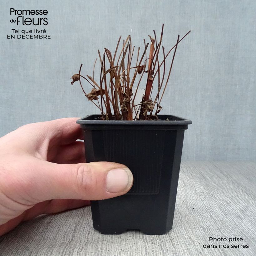 Amostra de Echinacea Butterfly Kisses - Echinacée Vaso de 8/9 cm tal como entregue no inverno