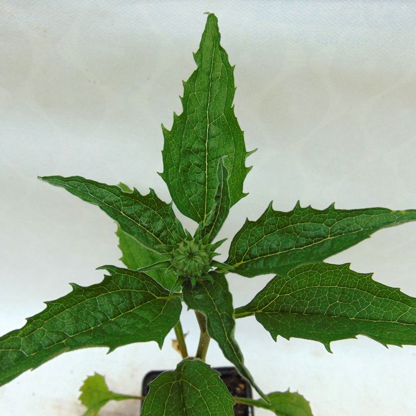 Echinacea Catharina (Folhagem)