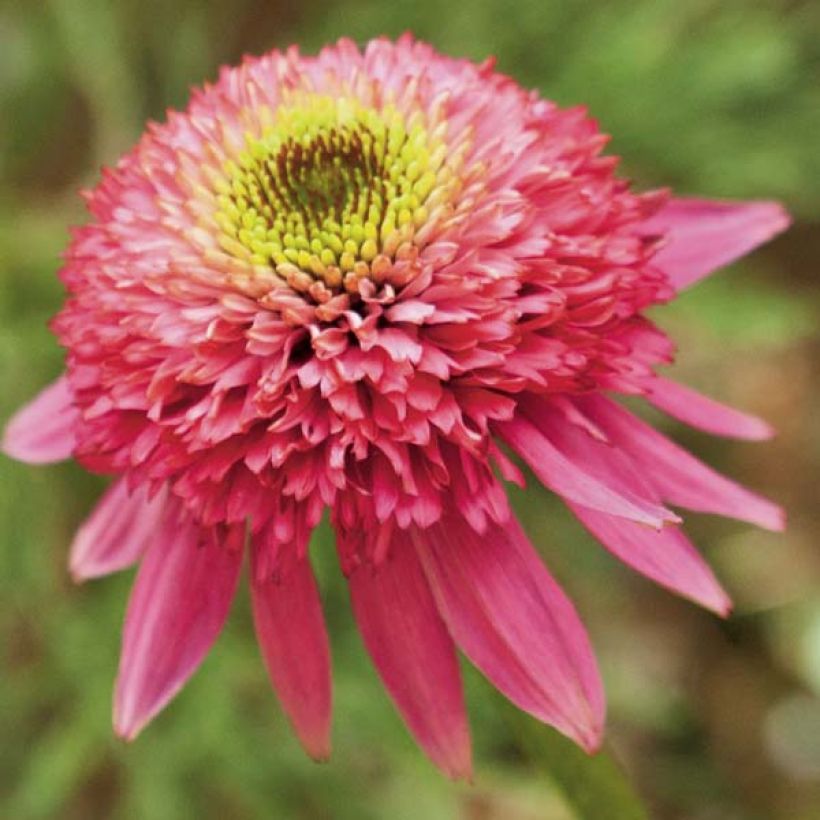 Echinacea Catharina (Floração)