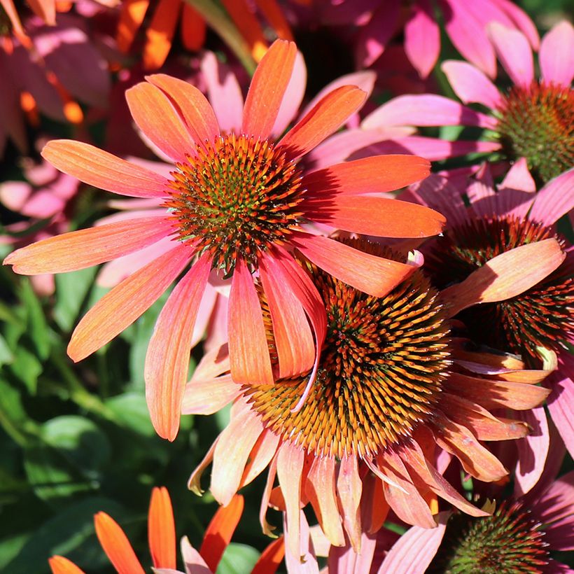 Echinacea Cheyenne Spirit (Floração)