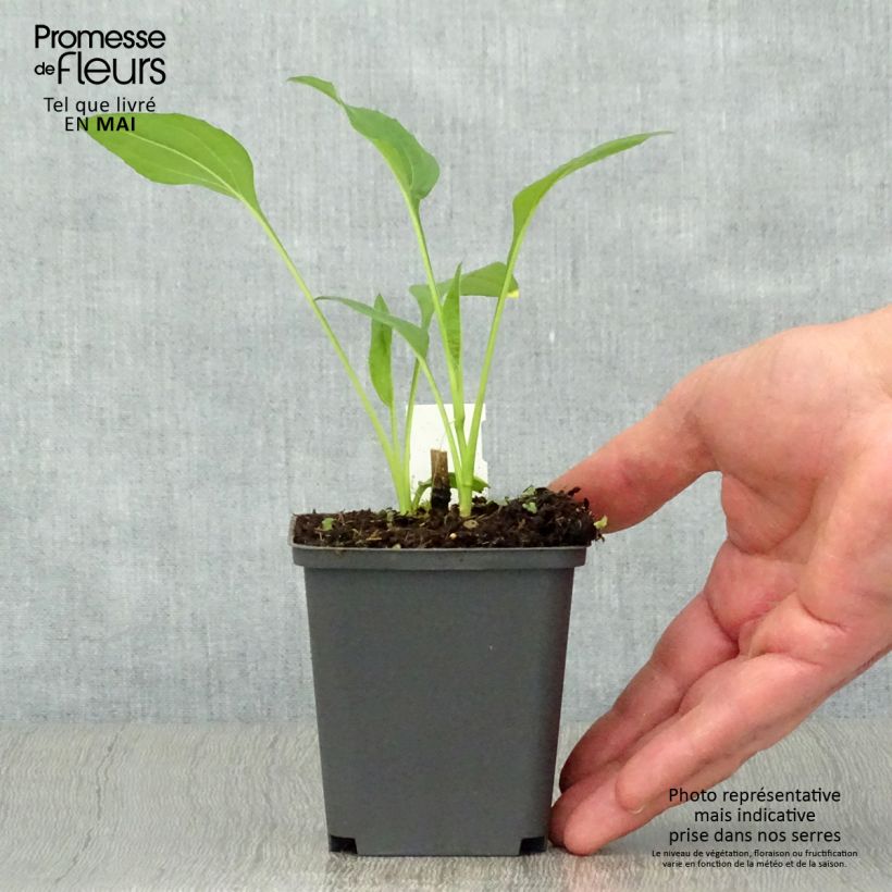 Amostra de Echinacea Chiquita Vaso de 8/9 cm tal como entregue na primavera