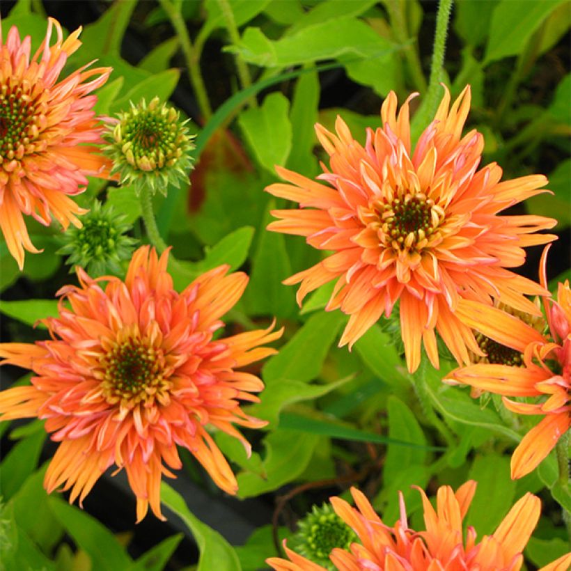Echinacea Colourburst Orange (Floração)