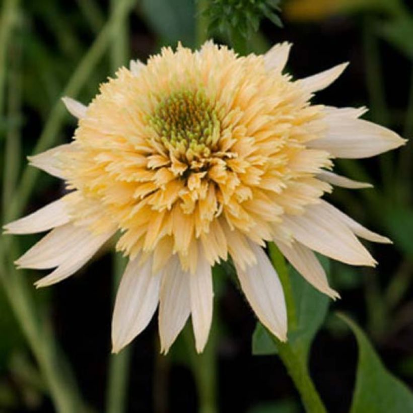 Echinacea Coupe Soleil (Floração)