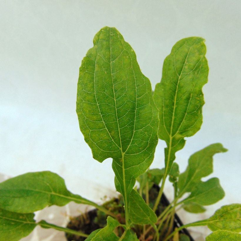 Echinacea Cranberry Cupcake (Folhagem)