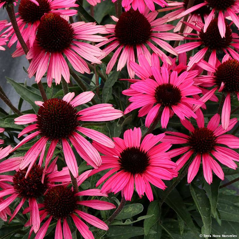 Echinacea Dark Shadows Wicked (Floração)