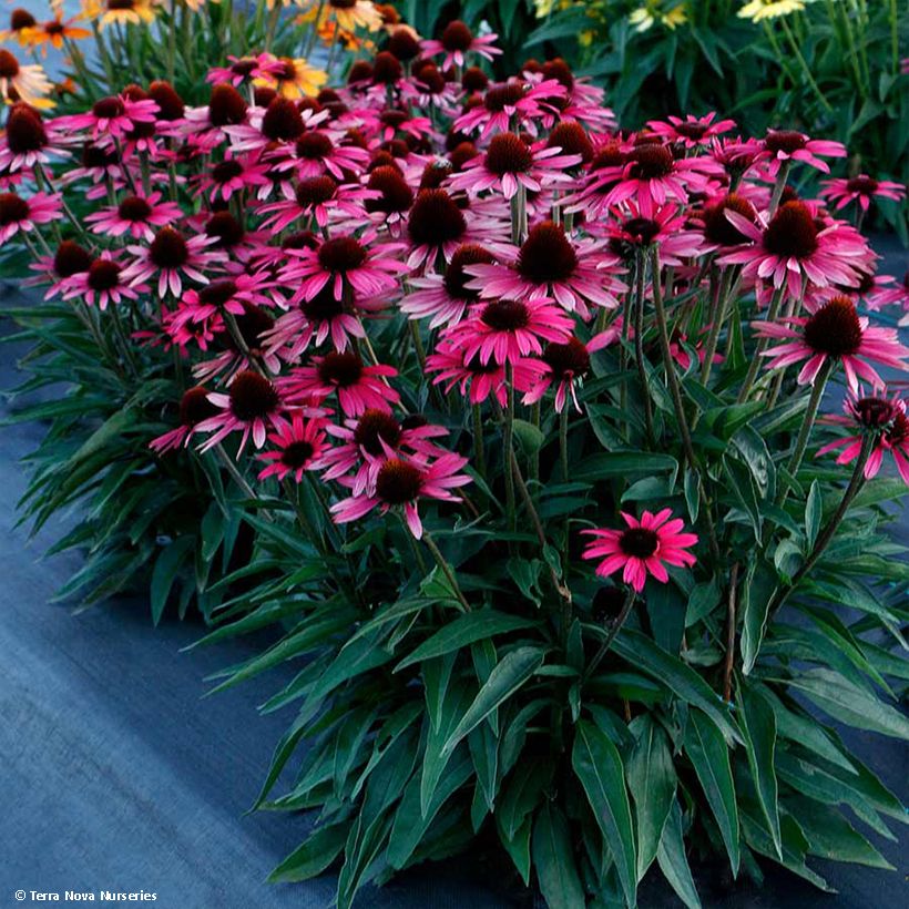Echinacea Dark Shadows Wicked (Hábito)