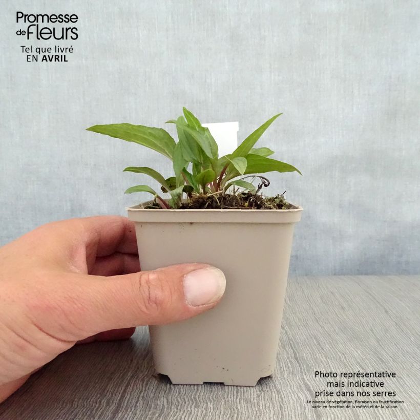 Amostra de Echinacea Eccentric Vaso de 8/9 cm tal como entregue na primavera