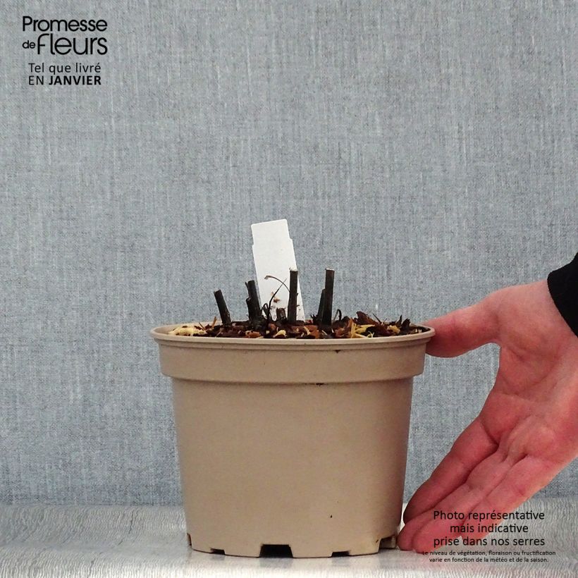 Amostra de Echinacea Fatal Attraction Vaso de 2 L/3 L tal como entregue no inverno