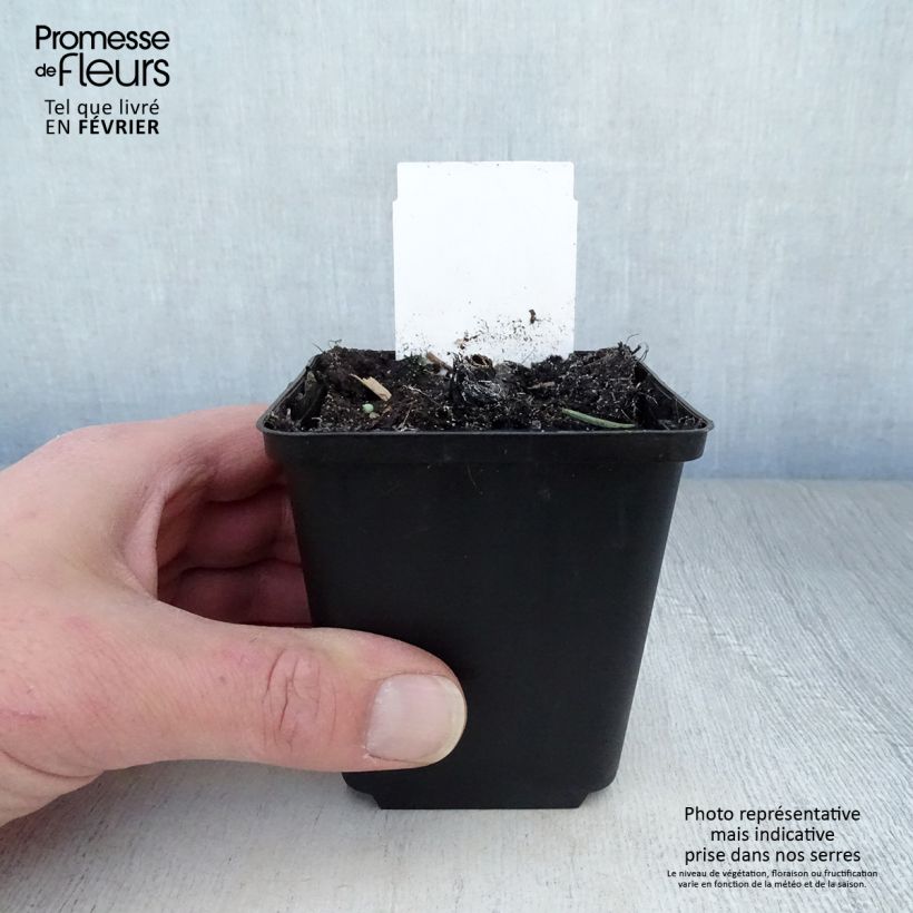 Amostra de Echinacea Fatal Attraction Vaso de 8/9 cm tal como entregue no inverno