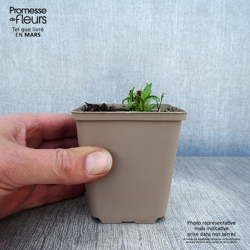 Amostra de Echinacea Ferris Wheels Vaso de 8/9 cm tal como entregue na primavera