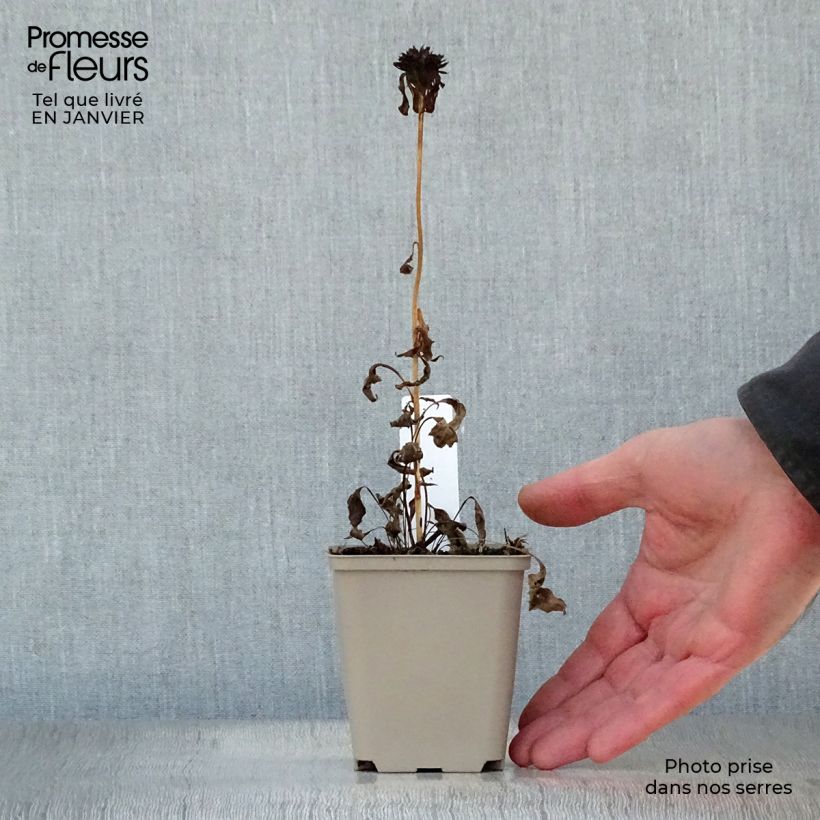 Amostra de Echinacea Ferris Wheels - Echinacée Vaso de 8/9 cm tal como entregue no inverno