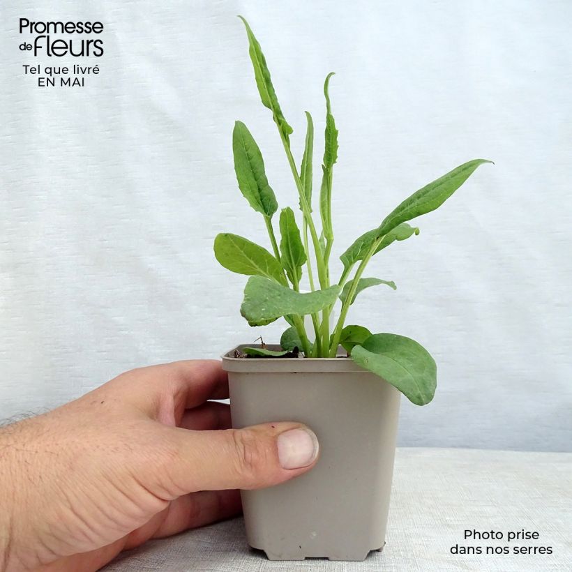 Amostra de Echinacea Fragrant Angel Vaso de 8/9 cm tal como entregue na primavera