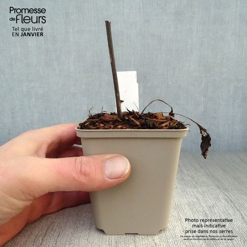 Amostra de Echinacea Fragrant Angel - Echinacée Vaso de 8/9 cm tal como entregue no inverno