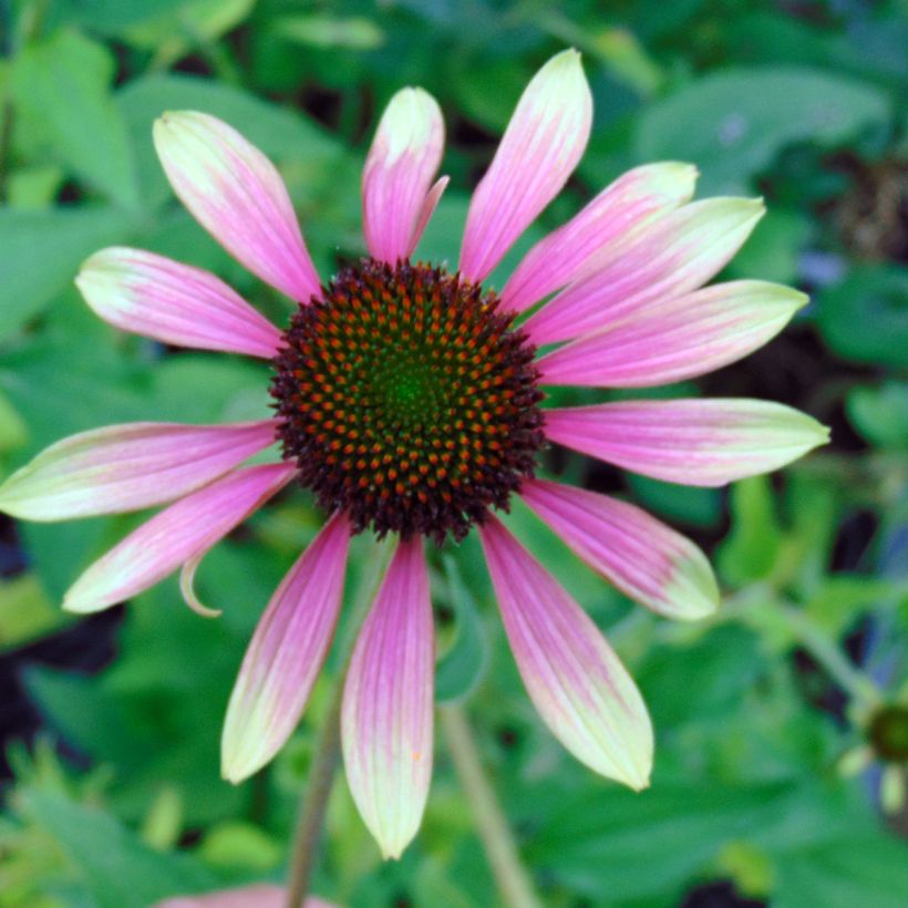 Echinacea Green Envy (Floração)