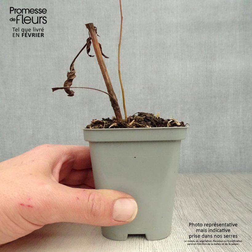 Amostra de Echinacea Green Envy Vaso de 8/9 cm tal como entregue no inverno