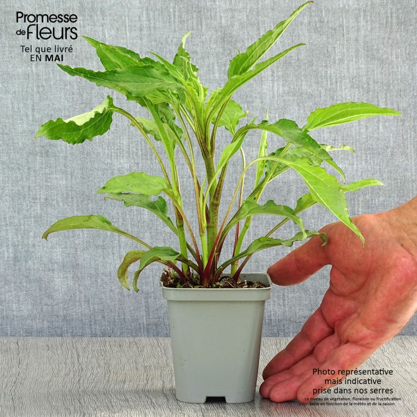 Amostra de Echinacea Green Envy Vaso de 8/9 cm tal como entregue na primavera