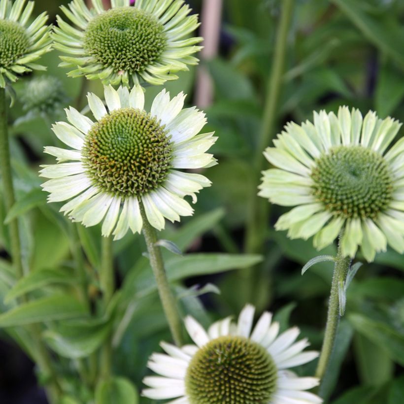 Echinacea Green Jewel (Floração)