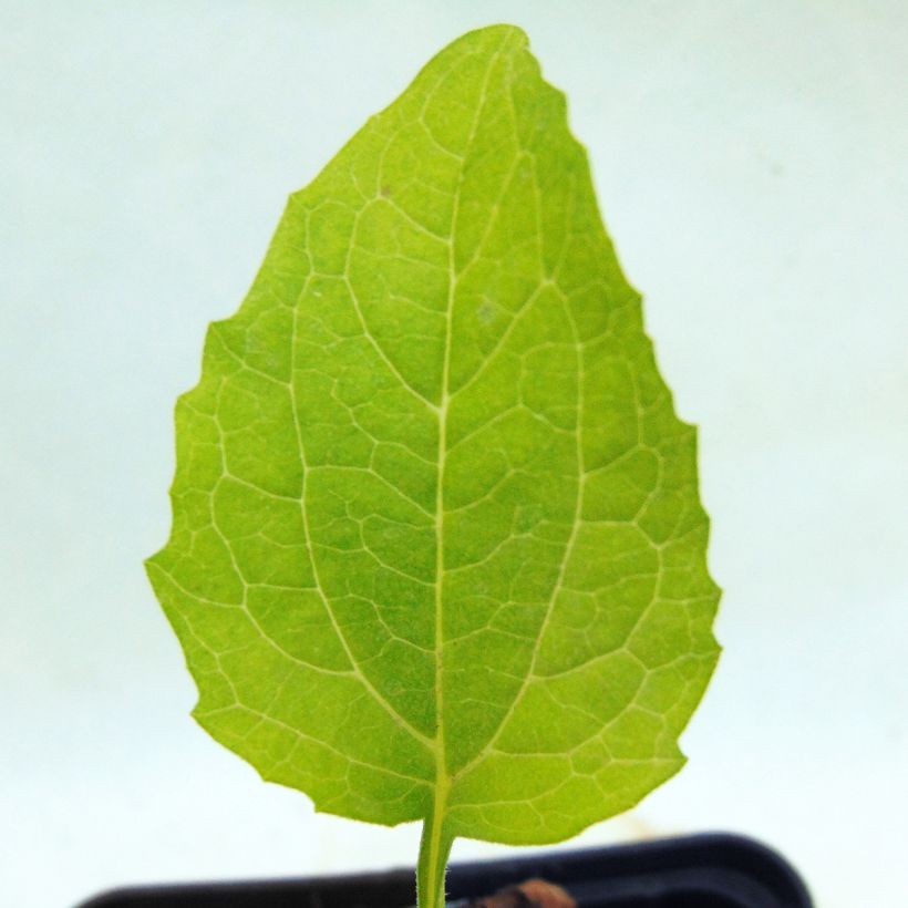 Echinacea Green Jewel (Folhagem)