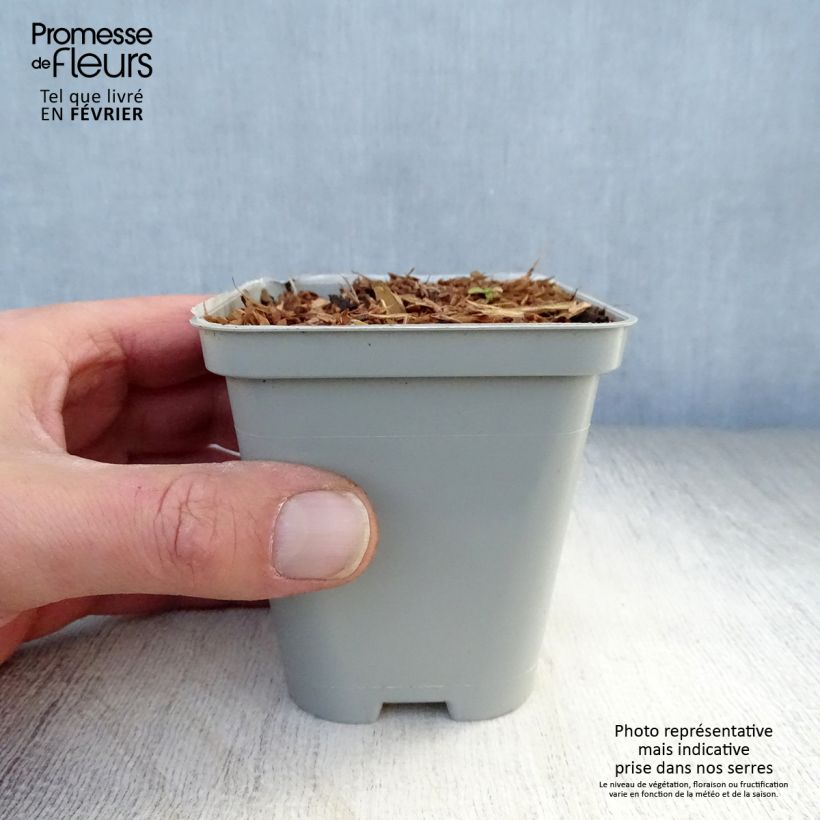 Amostra de Echinacea Green Jewel - Echinacée Vaso de 8/9 cm tal como entregue no inverno