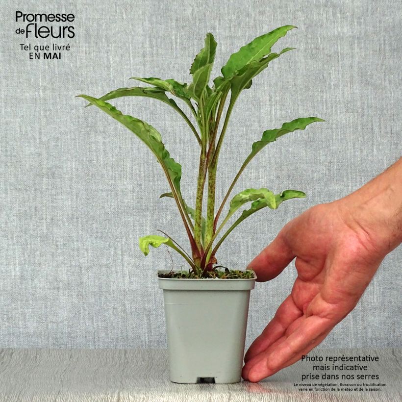 Amostra de Echinacea Green Jewel Vaso de 8/9 cm tal como entregue na primavera