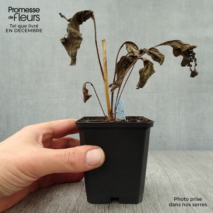 Amostra de Echinacea Harvest Moon Vaso de 8/9 cm tal como entregue no inverno