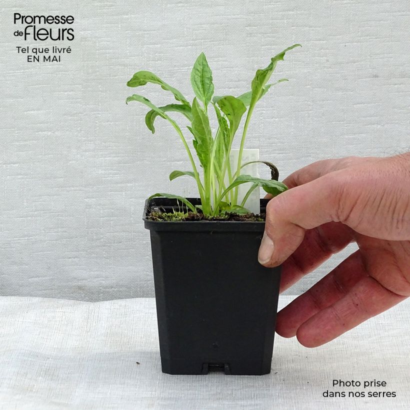 Amostra de Echinacea Harvest Moon Vaso de 8/9 cm tal como entregue na primavera