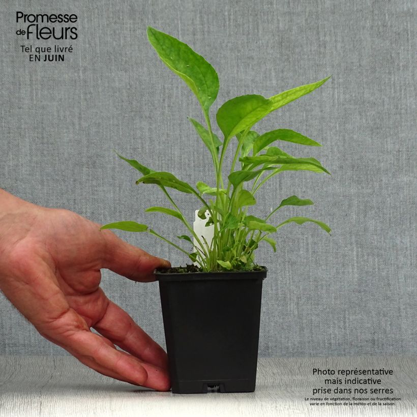 Amostra de Echinacea Hot Papaya Vaso de 8/9 cm tal como entregue no verão