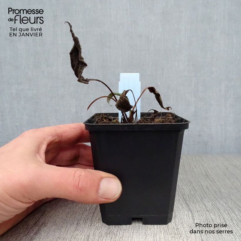 Amostra de Echinacea Hot Papaya - Echinacée Vaso de 8/9 cm tal como entregue no inverno