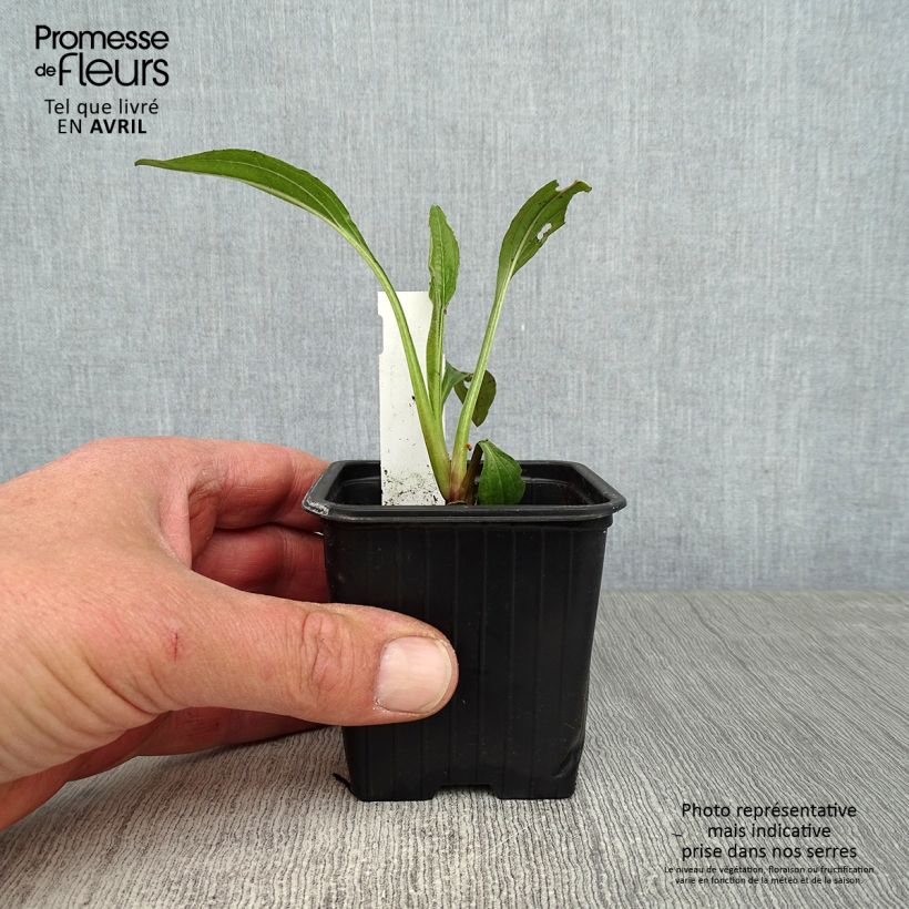 Amostra de Echinacea Hot Summer Vaso de 8/9 cm tal como entregue na primavera