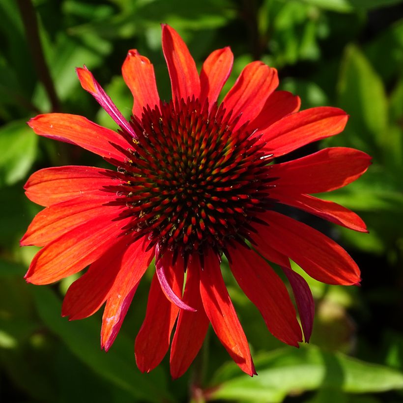 Echinacea Hot Summer (Floração)