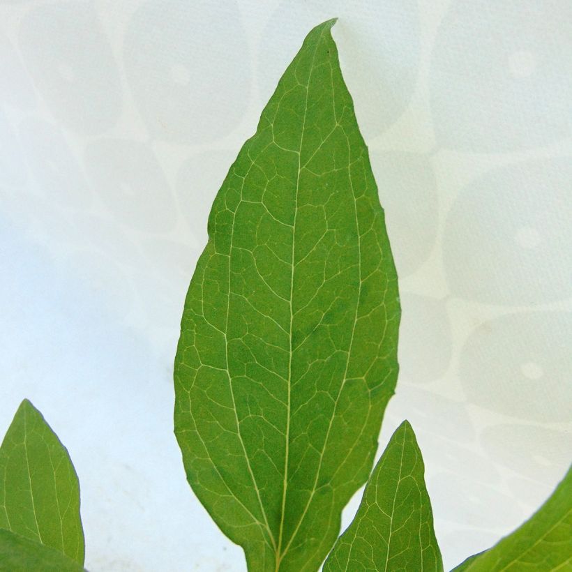 Echinacea Hot Summer (Folhagem)