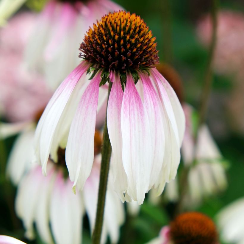 Echinacea JS Engeltje Pretty Parasols (Floração)
