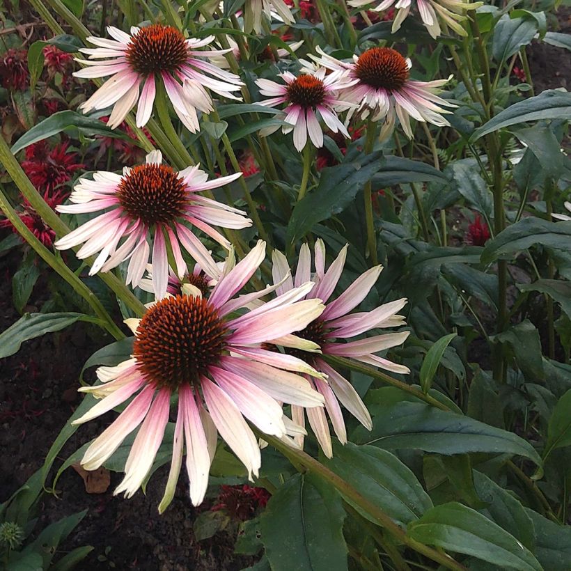 Echinacea JS Engeltje Pretty Parasols (Floração)