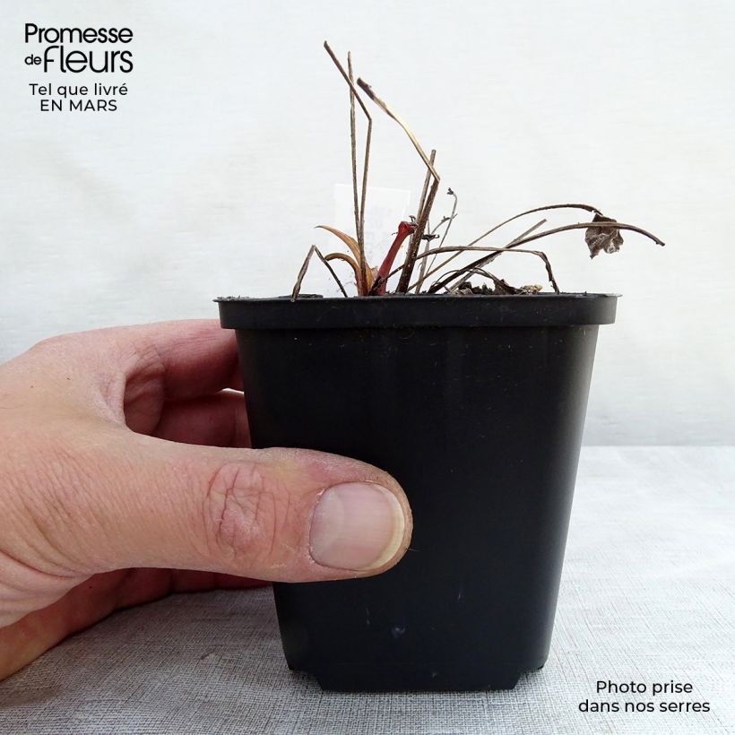 Amostra de Echinacea Julia Vaso de 8/9 cm tal como entregue no inverno