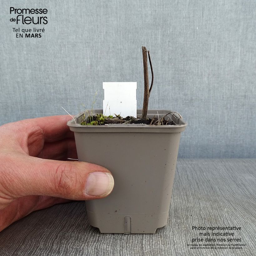 Amostra de Echinacea Kismet Orange Intense - Echinacée Godet de 8/9 cm tal como entregue no inverno