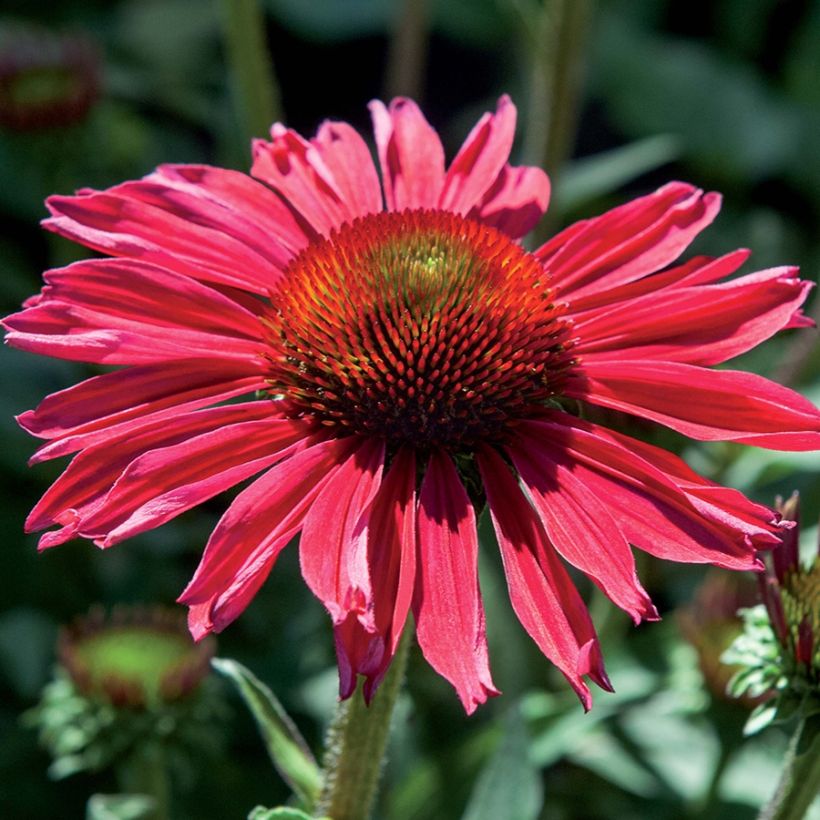 Echinacea Kismet Raspberry (Floração)