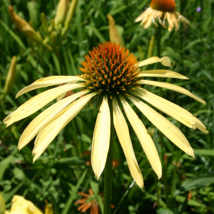Echinacea Mango Meadowbrite (Floração)
