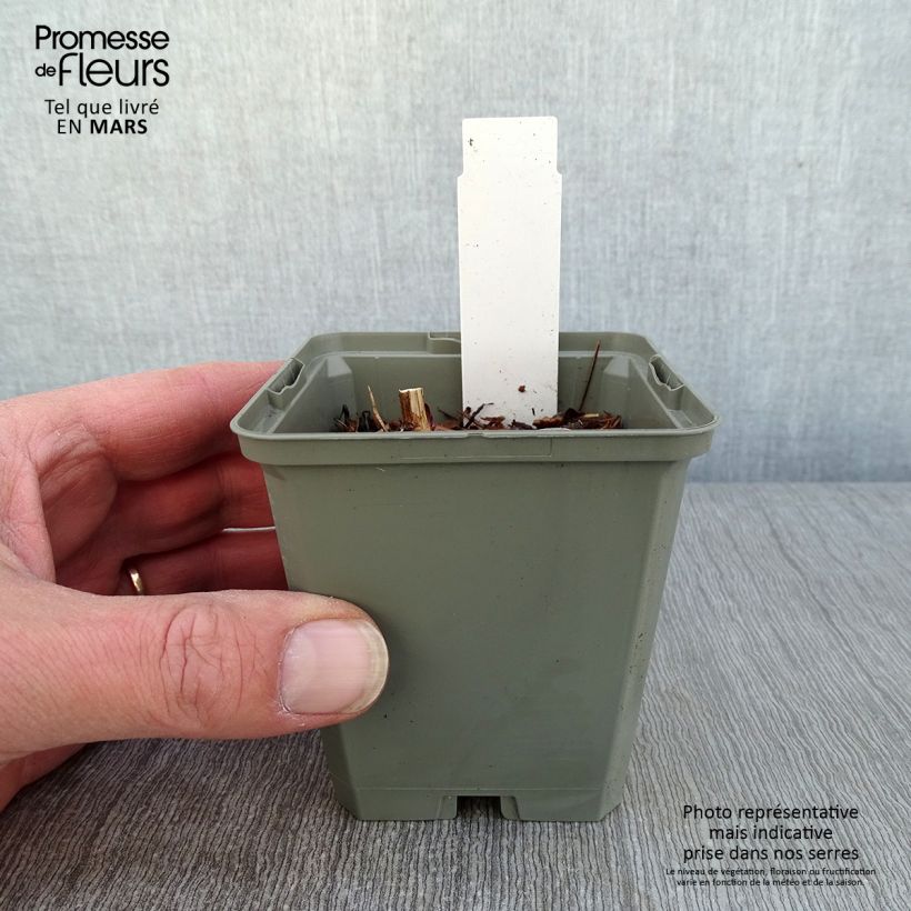 Amostra de Echinacea Marmalade - Echinacée Vaso de 8/9 cm tal como entregue no inverno