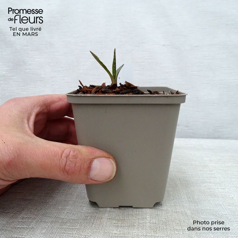 Amostra de Echinacea Marmalade Vaso de 8/9 cm tal como entregue na primavera